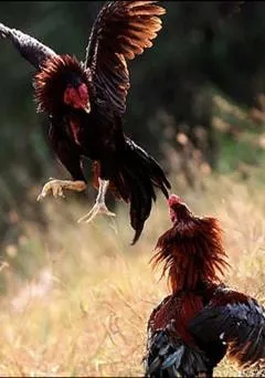 ไก่ชน